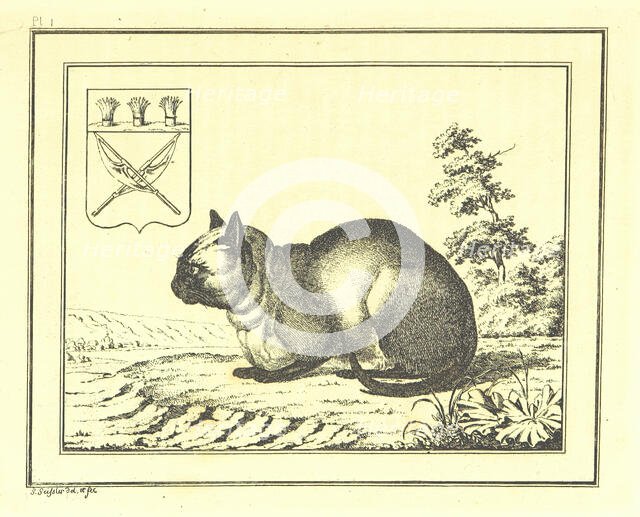 A peculiar species of the domestic Cat, 1793, (1812). Creator: Christian Gottfried Heinrich Geissler.