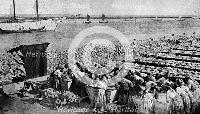 Quantities of codfish drying in the sun at Aveiro by the mouth of the Vouga, Portugal, c1930s. Artist: AW Cutler