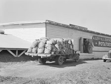 Potato shed during season, across the road from the..., Tulelake, Siskiyou County, California, 1939. Creator: Dorothea Lange.