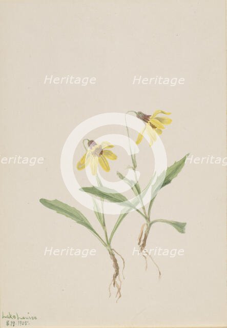 Lake Louise Arnica (Arnica louisiana), 1905. Creator: Mary Vaux Walcott.