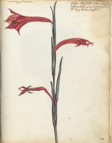 Cape flower, 1786. Creator: Jan Brandes.