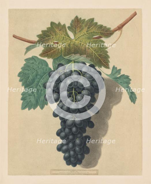 Pomona Britannica: No. 52 - Black Prince Grape, 1809. Creator: George Brookshaw (British).