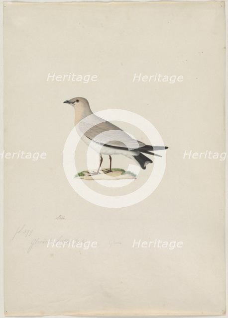 Small Pratincole (Glareola lactea), 1800s. Creator: Paul Hüet (French, 1803-1869), attributed to.