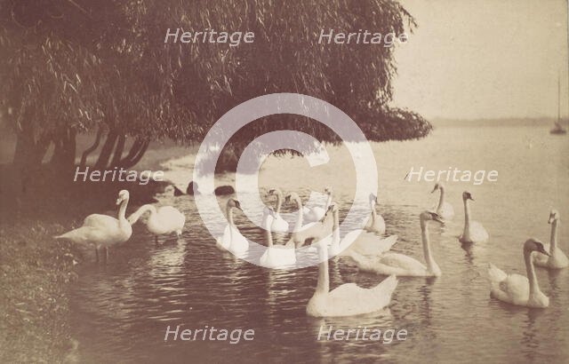 Swans on the Water, 1880s-90s. Creator: Unknown.