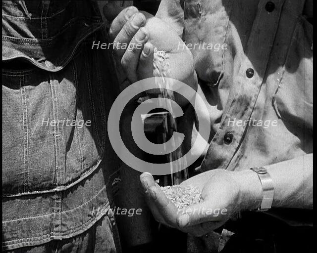 A Male Civilian Pouring Grain from One Hand To Another, 1932. Creator: British Pathe Ltd.
