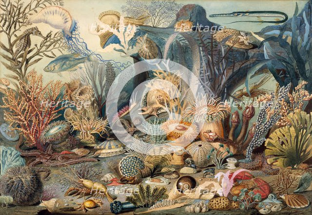 Ocean Life. Creators: James M. Sommerville, Christian Schussele.