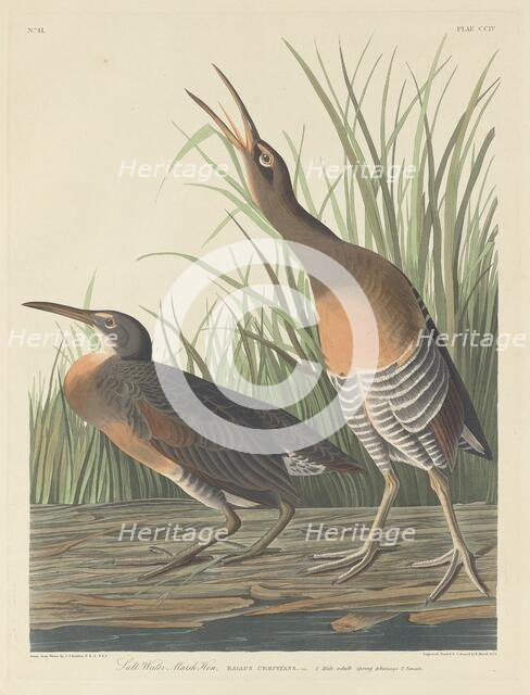 Salt Water Marsh Hen, 1834. Creator: Robert Havell.