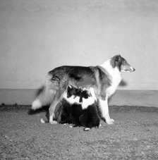 A collie with three suckling puppies, Sweden, 1954. Artist: Unknown