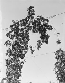 Hop vine at picking time, near Independence, Polk County, Oregon, 1939. Creator: Dorothea Lange.