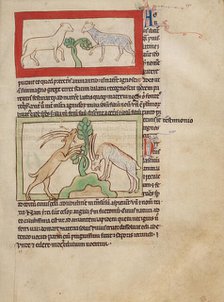 Lambs; Goats; Northumberland Bestiary, about 1250-1260. Creator: Unknown.