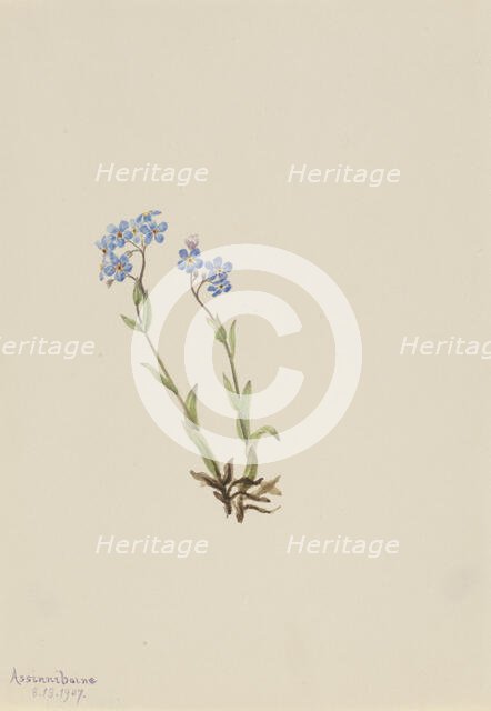 Forget-Me-Not (Myosotis alpestris), 1907. Creator: Mary Vaux Walcott.