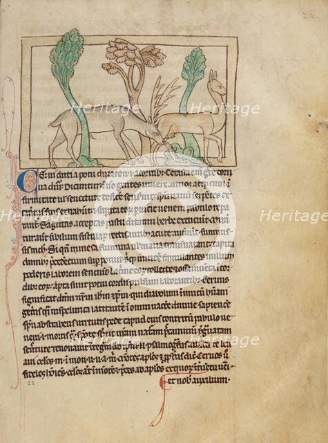 Deer; Northumberland Bestiary, about 1250-1260. Creator: Unknown.