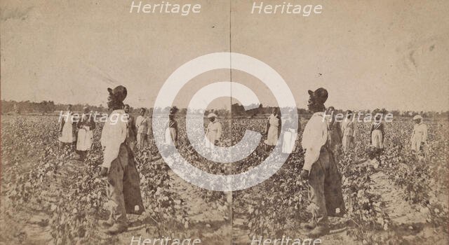 Picking cotton, (1868-1900?). Creator: O. Pierre Havens.