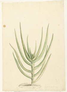 Crassula perfoliata, 1668-1729. Creator: Vincent Laurentz van der Vinne I.