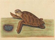 The Hawks-bill Turtle (Testudo caretta), published 1731-1743. Creator: Mark Catesby.