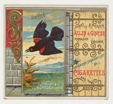 Starling, from the Birds of America series (N37) for Allen & Ginter Cigarettes, 1888. Creator: Allen & Ginter.