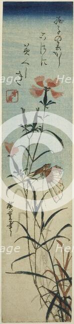 Butterfly and pinks, mid-1840s. Creator: Ando Hiroshige.