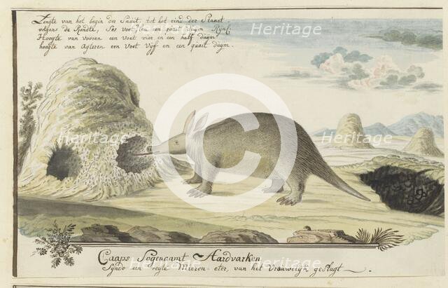 Orycteropus afer (Aardvark), 1777-1786. Creator: Robert Jacob Gordon.