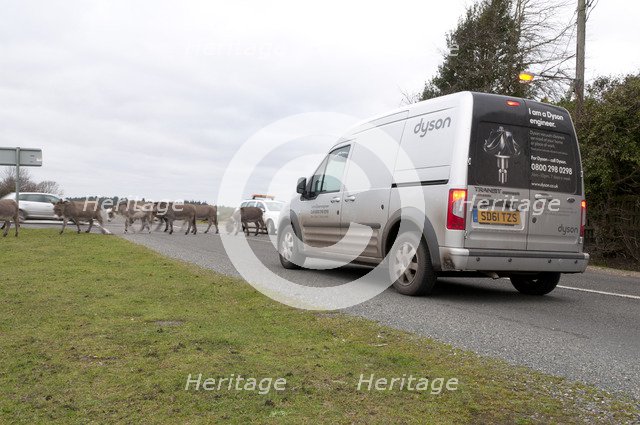 Group of donkeys crossing road and holding up traffic in New Forest 2011 Artist: Unknown.