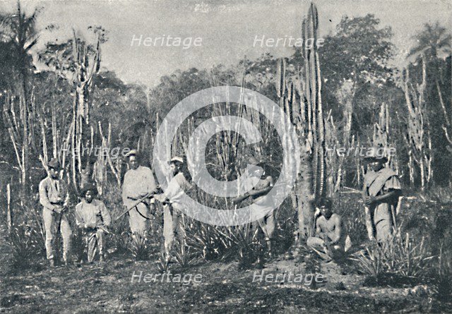 'Campos', 1895. Artist: Francisco Henszler.