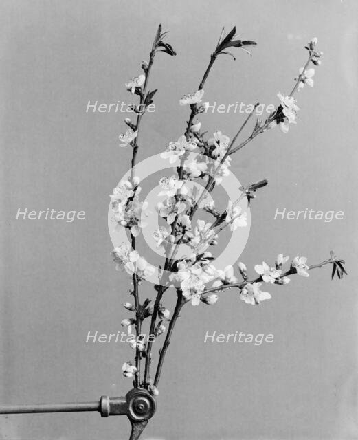 Peach blossoms, between 1900 and 1905. Creator: Unknown.