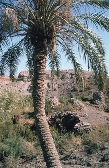 Palm tree below Lion of Babylon, Iraq, 1977.