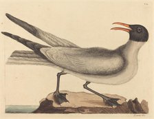 The Laughing Gull (Larus articilla), published 1731-1743. Creator: Mark Catesby.