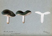 A fungus (Russula species): three fruiting bodies, one sectioned, 1896. Creator: Unknown.