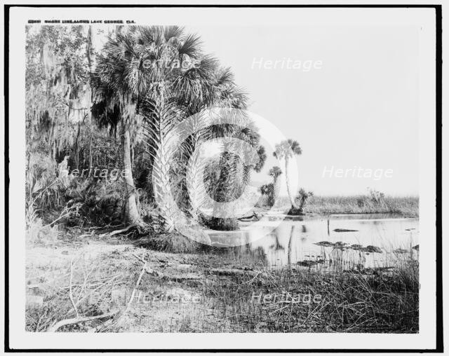 Shore line along Lake George, Fla., between 1880 and 1897. Creator: William H. Jackson.