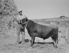 Mr. Botner with bull which he owns co-operatively..., Nyssa Heights, Malheur County, Oregon, 1939. Creator: Dorothea Lange.