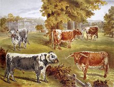 Longhorn cattle owned by Sir John Harpur-Crewe, Calke Abbey, 1885. Artist: Unknown