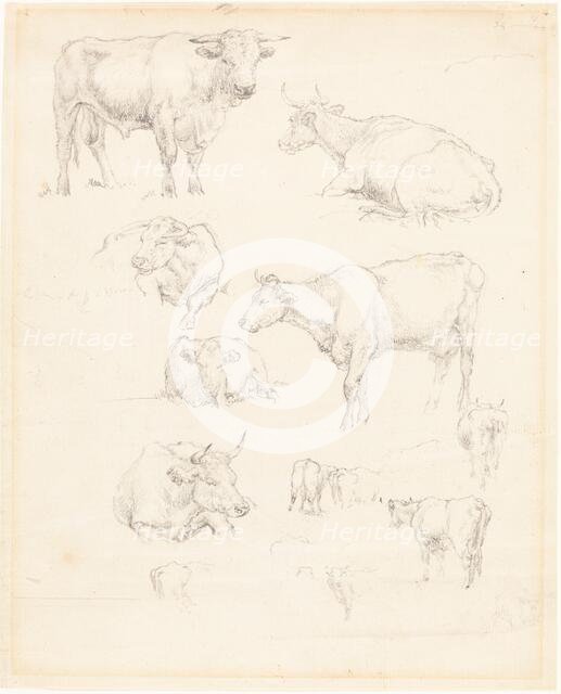 Studies of Cattle. Creator: Robert Hills.