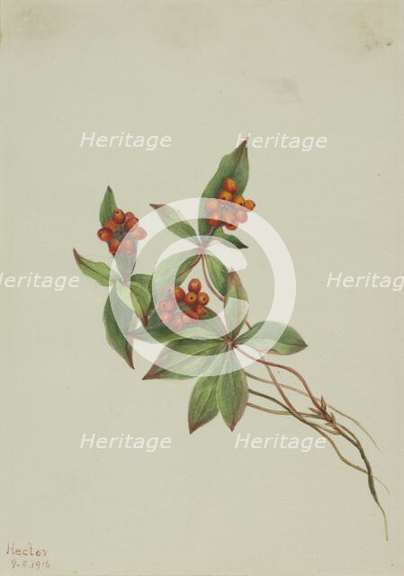 Bunchberry (Cornus canadensis), 1916. Creator: Mary Vaux Walcott.
