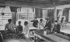 Selecting fruit for canning, 1904. Creator: Frances Benjamin Johnston.