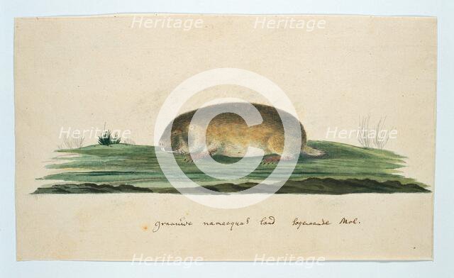 Bathyergus janetta (Namaqua dune mole-rat), 1777-1786. Creator: Robert Jacob Gordon.