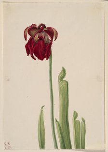 Red Pitcherplant (Sarracenia jonesii), 1930. Creator: Mary Vaux Walcott.