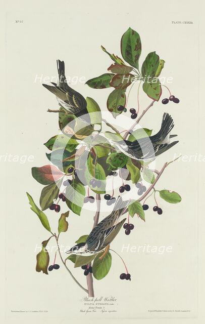 Black-Poll Warbler, 1832. Creator: Robert Havell.