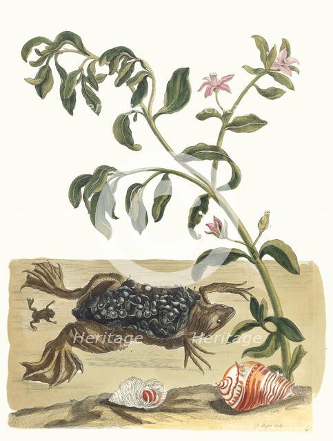 Cresson. From the Book Metamorphosis insectorum Surinamensium, 1705. Creator: Merian, Maria Sibylla (1647-1717).