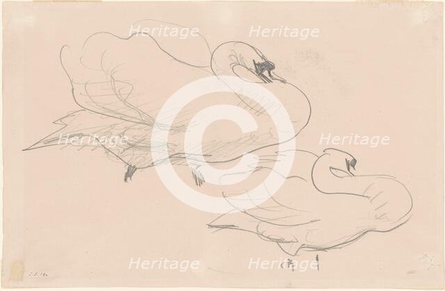 Studies of a Swan, 1880-1900. Creator: John Singer Sargent.