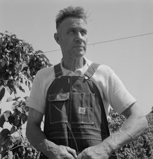 Hop picker, once Nebraska farm owner, Polk County, Oregon, 1939. Creator: Dorothea Lange.