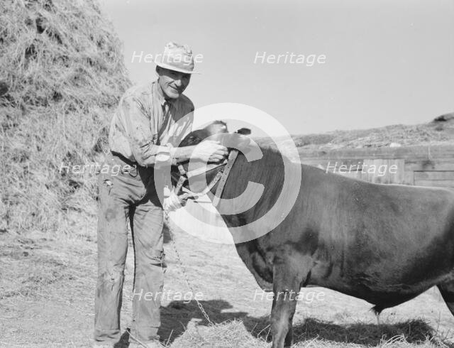 Mr. Botner with bull which he owns..., Nyssa Heights, Malheur County, Oregon, 1939. Creator: Dorothea Lange.