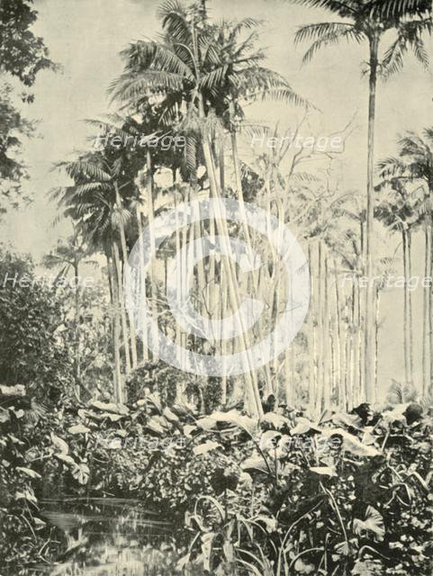 'A Grove of Palms', 1901. Creator: Unknown.