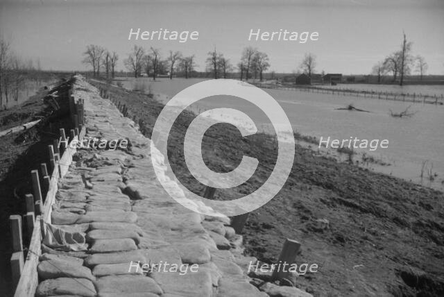 The Bessie Levee, along a subsid...Mississippi River, near Tiptonville, Tennessee, 1937. Creator: Walker Evans.