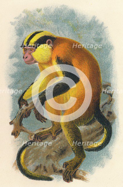 'Erzleben's Genon', 1897. Artist: Henry Ogg Forbes.