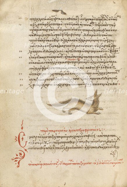 A Fox, 1510-1520. Creator: Unknown.