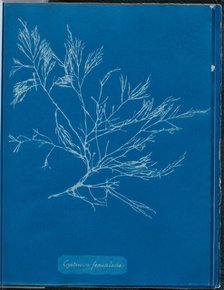 Cystoseira foeniculacea, 1843 or 1844. Creator: Anna Atkins.
