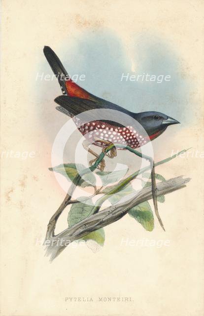 'Pytelia monteiri', mid 19th century. Creator: J. Jennens.