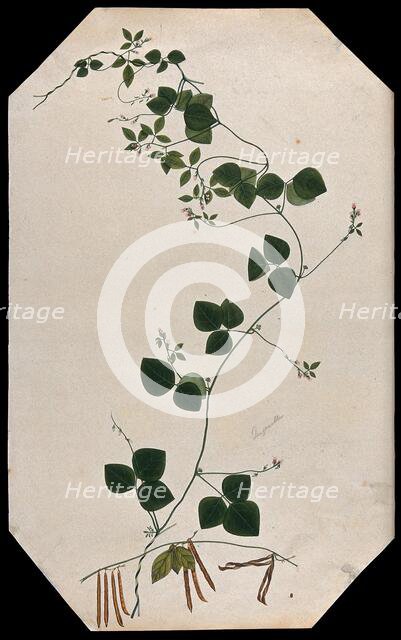 A plant (Trigonella species): flowering and fruiting stems with seed. Creator: Unknown.