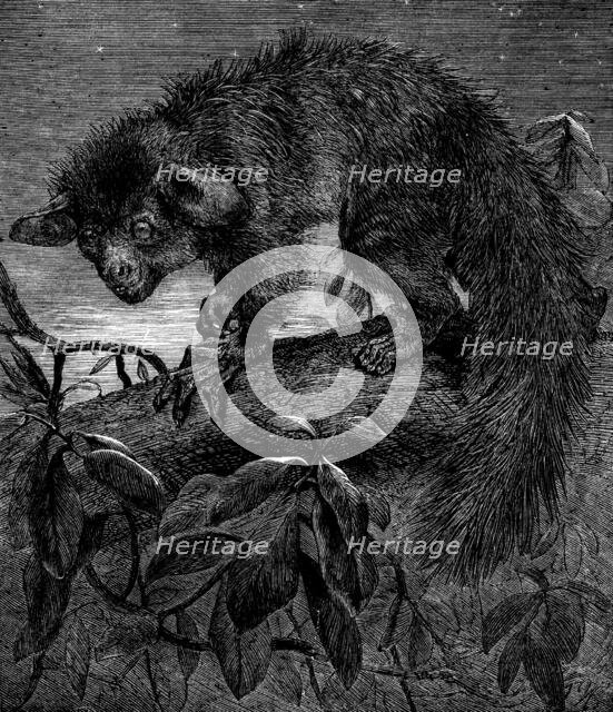 The aye-aye, recently added to the Zoological Society's collection, Regent's Park, 1862. Creator: Pearson.