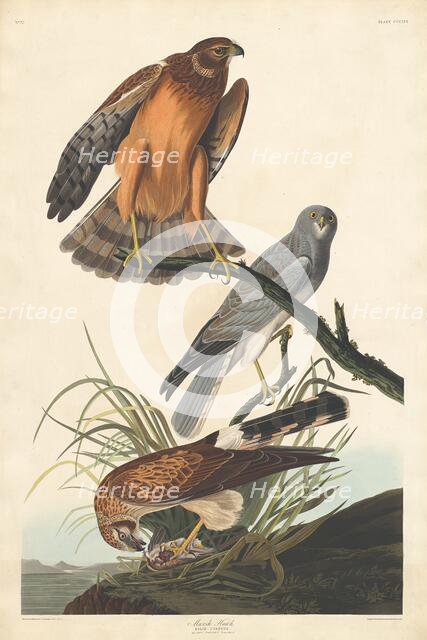 Marsh Hawk, 1837. Creator: Robert Havell.